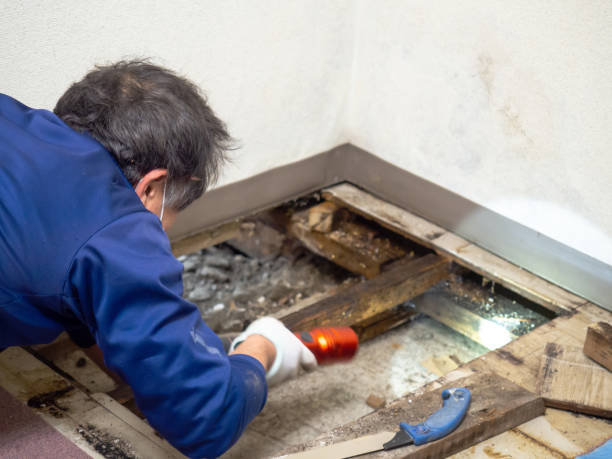 Best Attic Mold Removal  in Washburn, ND