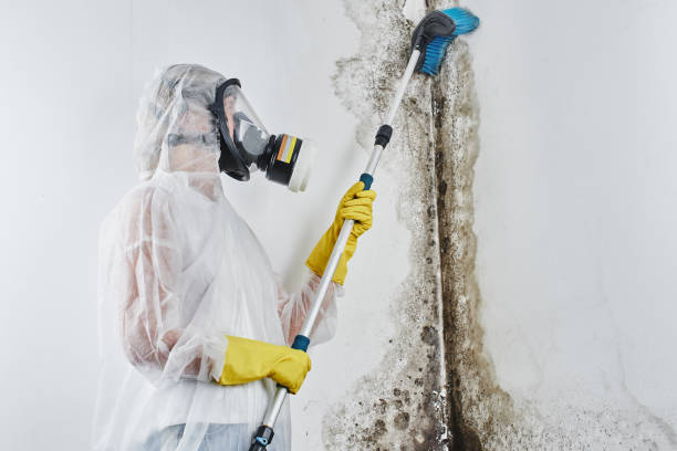 Best Office Mold Removal Services  in Washburn, ND