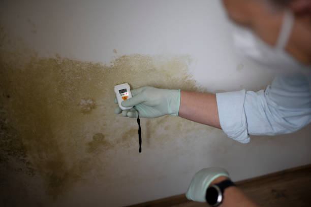 Best Commercial Mold Removal  in Washburn, ND