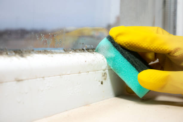 Best Emergency Mold Removal  in Washburn, ND