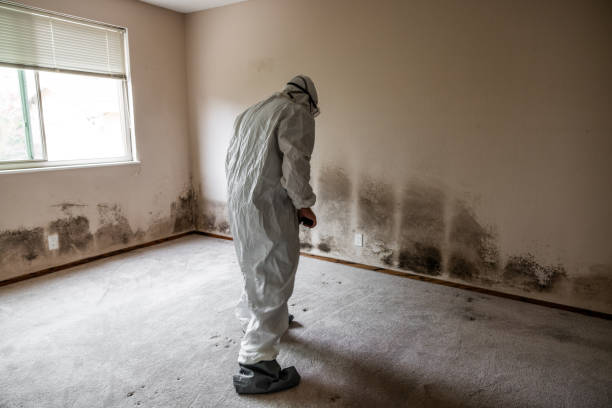 Best Local Mold Removal Service  in Washburn, ND