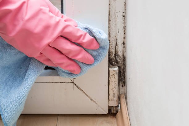 Trusted Washburn, ND Mold Removal Experts